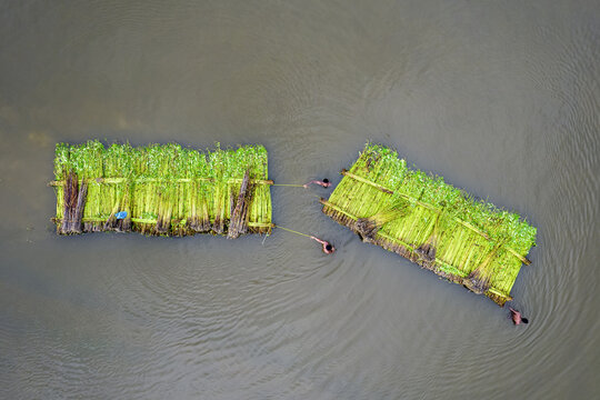 Aerial view of farmers pulling rafts of harvested jute plants through the river in Gaibandha, Rangpur Division, Bangladesh.
