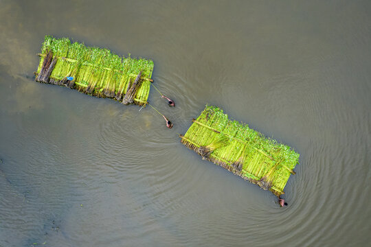 Aerial view of jute plants being processed on rafts in the river with workers in Gaibandha, Rangpur Division, Bangladesh.