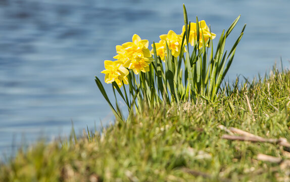 Several yellow daffodils emerge from a lush green grassy bank beside a body of blue water with gentle ripples, suggesting a spring awakening. Spring flowers, flora, nature, water.