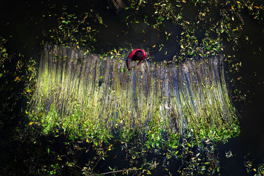 Aerial view of a man working with harvested jute fibers submerged in water, surrounded by floating green leaves and dark water in Gaibandha, Rangpur Division, Bangladesh.