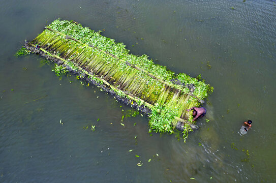 Aerial view of workers processing green jute plants in the river in Gaibandha, Rangpur Division, Bangladesh.
