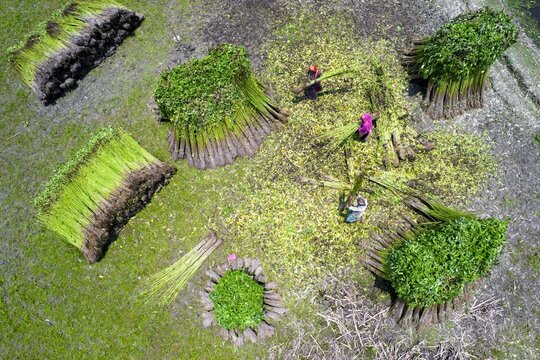 Aerial view of workers harvesting and processing green jute bundles in a field in Gaibandha, Rangpur Division, Bangladesh.