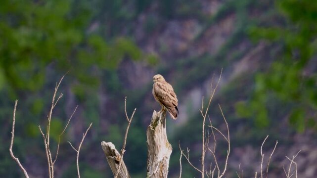 Bird of Prey Buzzard Perched on Dead Tree Trunk