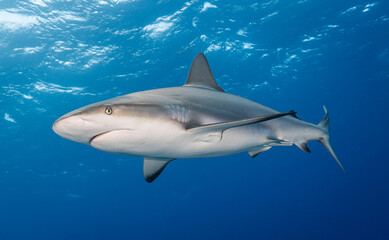 Naklejka premium Blacktip Reef Shark photographed at Exuma Cays, Bahamas