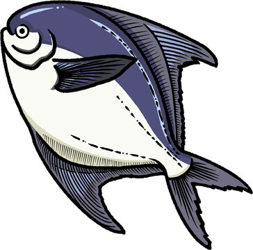 Silver pomfret