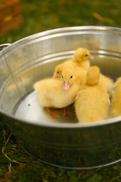 Fluffy yellow ducklings sitting together in a vintage zinc basin
