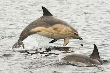 common dolphin breaching, Scotland wildlife © Jim