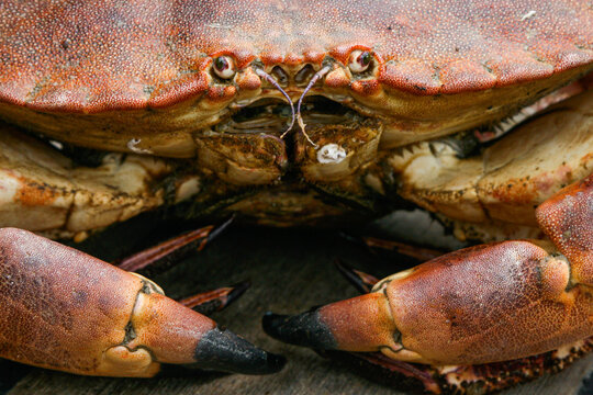 dressed brown crab Crab