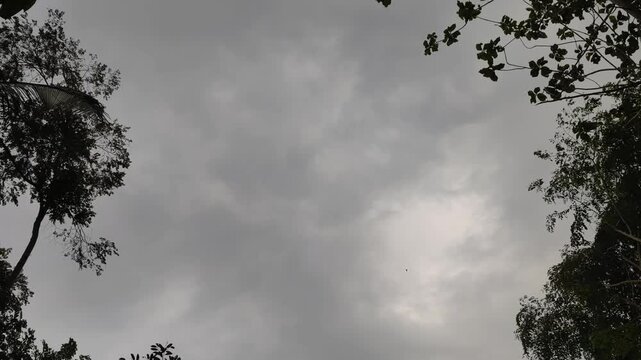 Storm clouds moving across the sky with tree branches swaying in the wind, creating a dramatic weather background with ample copy space.