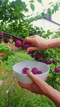 Hands carefully picking fresh, juicy plums from a branch and placing them into a bowl, showcasing the bounty of a summer harvest