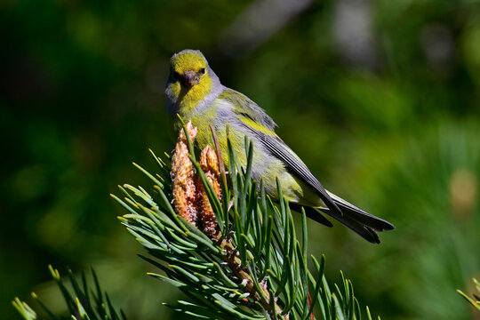 Zitronenzeisig, Zitronengirlitz - M&auml;nnchen // Citril finch - male (Carduelis citrinella / Serinus citrinella)