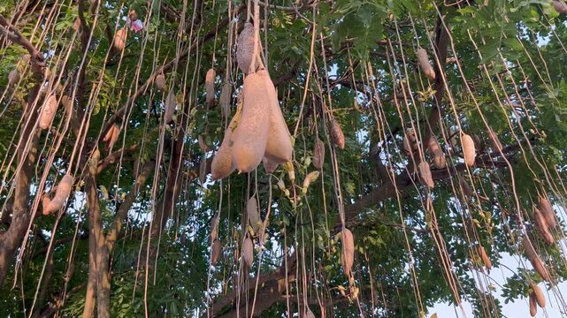 Sausage Tree Fruit Hanging from Branches in Tropical Garden