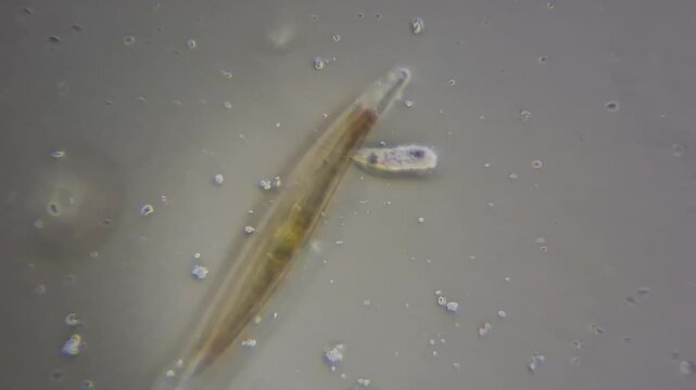 Microscopic view of freshwater protozoa and diatom algae swimming under light microscope research 