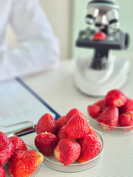 Researcher studies strawberries with a microscope in a lab