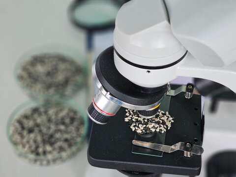 Microscope examining seeds in a laboratory with petri dishes