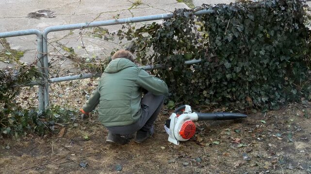 A young gardener pruning overgrown ivy on a metal fence in a garden, using a leaf blower nearby to clean the workspace, conveying seasonal landscape maintenance and yard improvement