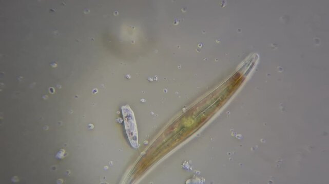 Microscopic view of freshwater protozoa and diatom algae swimming under light microscope research 