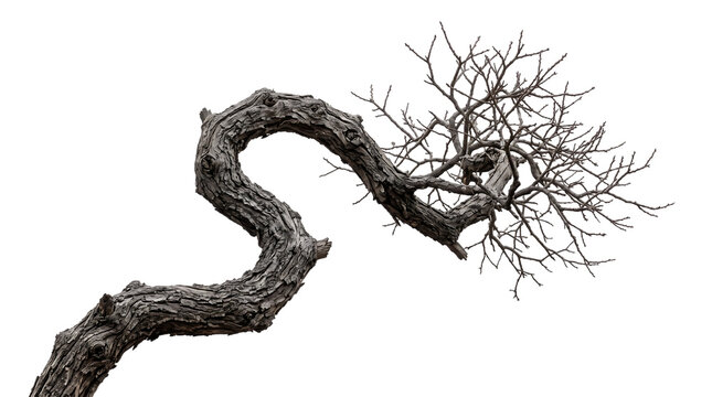 Twisted curved bonsai tree trunk with rough bark and leafless bare branches isolated on transparent background