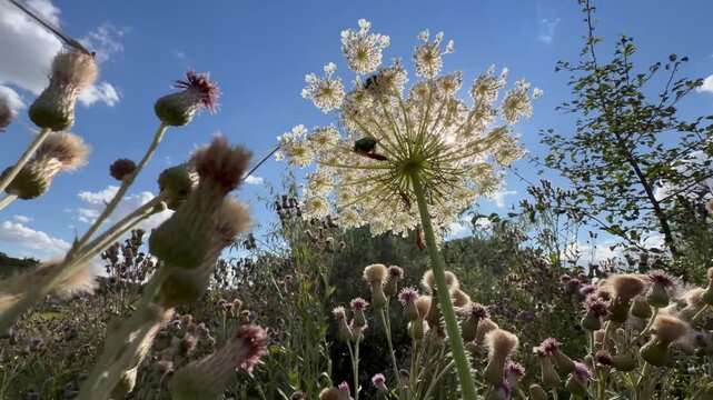Low wide-angle move through thistles up to a sunlit wild carrot umbel with green rose chafers, soldier beetles and a damselfly, blue sky with clouds, late summer