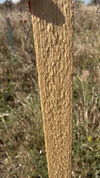 Land snails cluster on a red and white painted wooden marker stake during summer aestivation, dry steppe grassland and blue sky behind