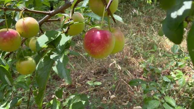 Cherry plums, Prunus cerasifera, ripening on the branch, yellow fruit with a red blush and waxy bloom among green serrated leaves, dappled midsummer sunlight