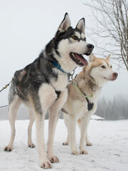 Two huskies, waiting for their signal to pull the sledge through the snow. © Rob
