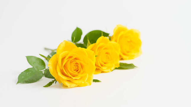 Three bright yellow roses arranged horizontally on white background