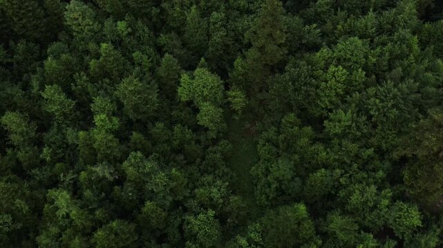 Aerial drone view of majestic green forest in warm sunrise light. Marvelous view, flying over woods in early morning hour, cinematic countryside woodland. Branches and leaves move freely in wind