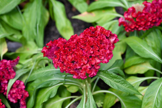 red cockscomb flower