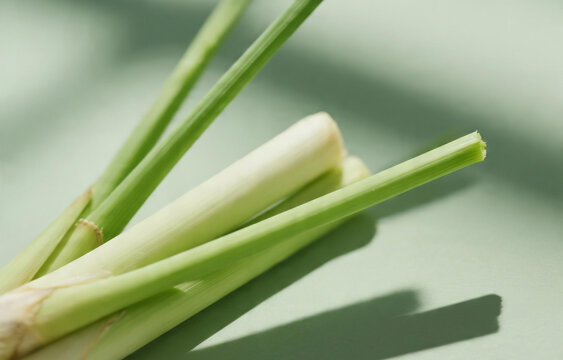 lemongrass plant