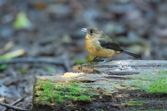 Black-goggled Tanager (Trichothraupis melanops), distinguished by her olive-brown upperparts, buffy-cinnamon underparts, pale bill, dark legs, and the characteristic white patch/flash.