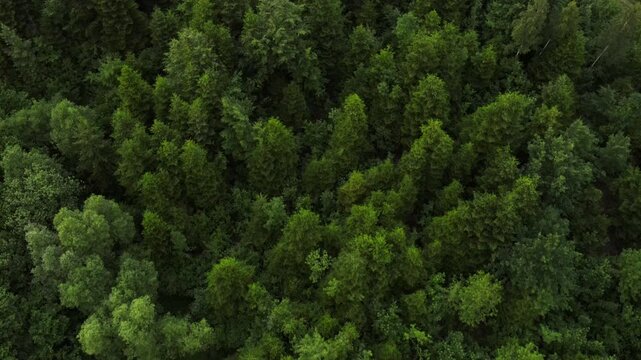 Aerial drone view of wind moves and rustles branches of trees at evening time. Beautiful summer forest in wind. Forest from above. Branches and leaves move freely in wind