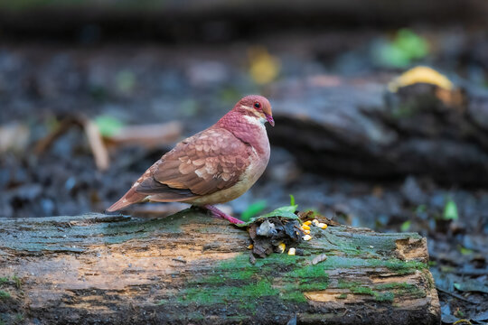 Ruddy Quail-Dove (Geotrygon montana) foraging on a fallen tree trunk in the Brazilian forest, showing its distinctive reddish-brown plumage and pale facial markings.