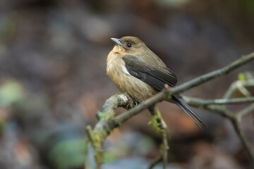 Obraz premium Black-goggled Tanager (Trichothraupis melanops), distinguished by her olive-brown upperparts, buffy-cinnamon underparts, pale bill, dark legs, and the characteristic white patch/flash.
