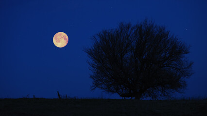 Full Moon, stars and planets above landscape silhouettes. © astrosystem