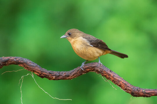 Black-goggled Tanager (Trichothraupis melanops), distinguished by her olive-brown upperparts, buffy-cinnamon underparts, pale bill, dark legs, and the characteristic white patch/flash.