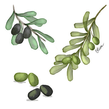 Olive branch set with black and green olives.
Digital watercolor illustration set featuring a black olive branch, a green olive branch, and individual loose olives.