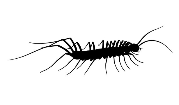 Scutigera Coleoptrata House Centipede Side Profile Black Silhouette Vector