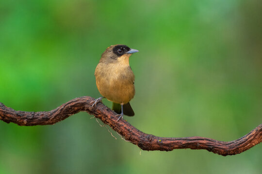 Black-goggled Tanager (Trichothraupis melanops), distinguished by her olive-brown upperparts, buffy-cinnamon underparts, pale bill, dark legs, and the characteristic white patch/flash.