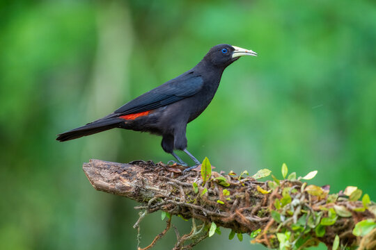 Red-rumped Cacique (Cacicus haemorrhous) perched on a mossy branch in the Atlantic Forest, Brazil.