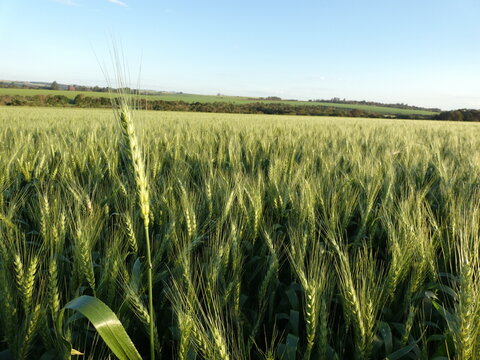 Green Wheat Field with Single Ear of Wheat in Itapua,Paraguay