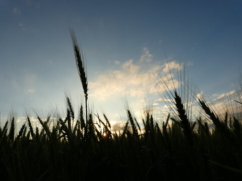 Silhouetted Wheat Field at Sunset in Itapua,Paragua