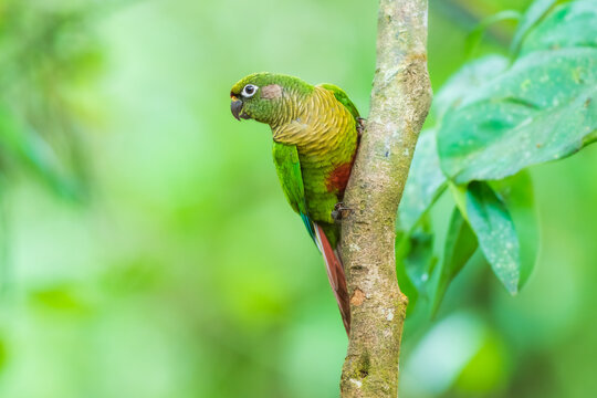Maroon-bellied Parakeet (Pyrrhura frontalis) perched vertically on a tree trunk in the Atlantic Forest, Brazil.