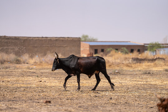 Lone black bull strides across dry, dusty ground. Its horns stand tall against the pale sky. Distant mud walls frame the arid landscape. The bull moves with purpose, unbothered by surroundings