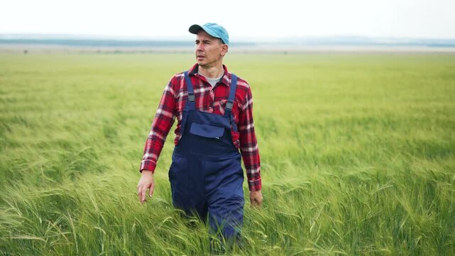 Farmer walking through wheat field inspecting crop growth in countryside. Male agriculturist examines grain plantation. Farmer checks wheat harvest. Agriculture worker surveys cereal field outdoors.