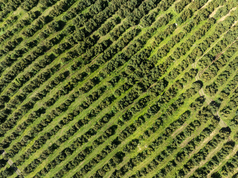 Aerial view of lush avocado orchards planted in neat diagonal rows across the agricultural landscape of Uruapan, Michoacan, Mexico.