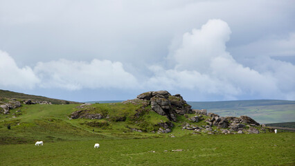 ponies in national park dartmoor with tor in the background © ahavelaar