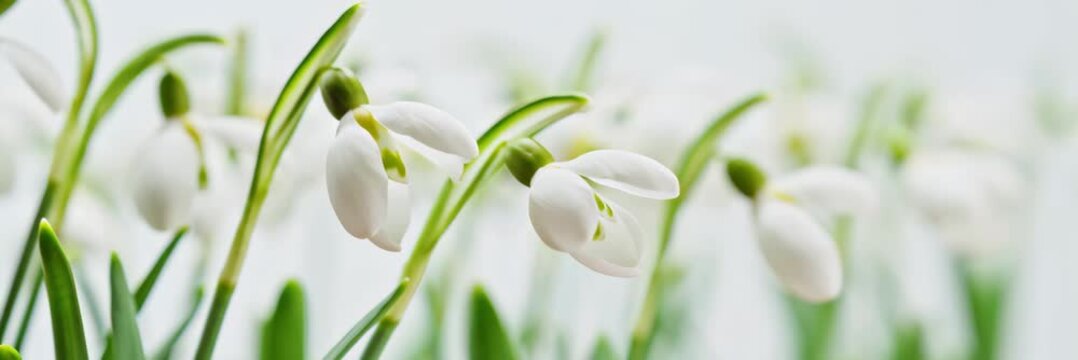 White snowdrops blooming in early spring, seasonal renewal concept, website banner with copy space for text