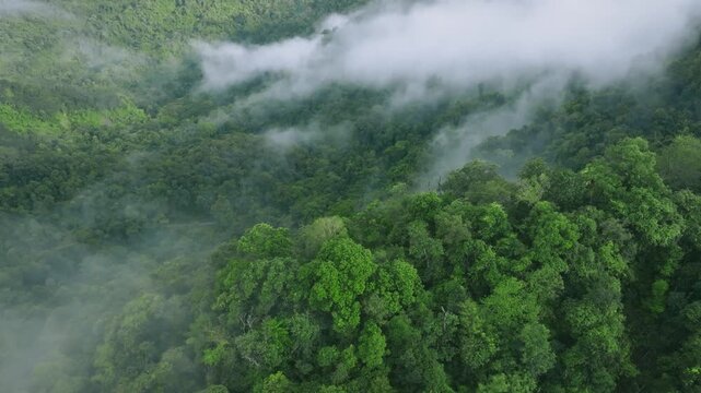 Aerial view of misty tropical rainforest valley