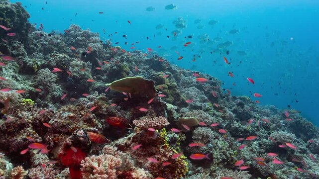 Underwater shot of deep coral reef with bright red fish in Palau Marine Sanctuary